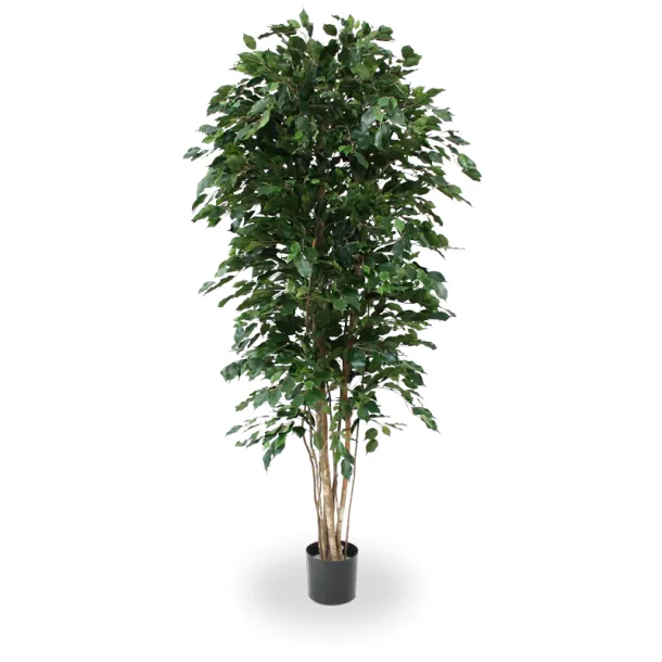 Kunstig ficus exotica tr - H: 210 cm