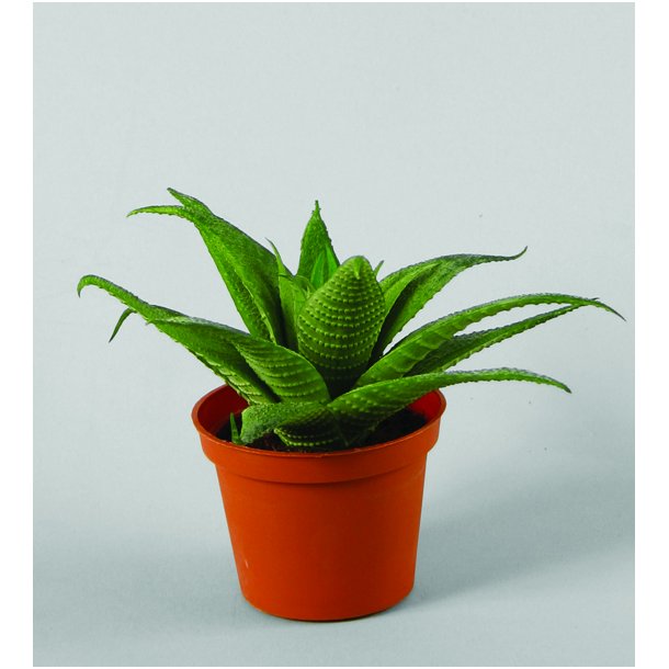 Kunstig Kaktus Aloe Vera H: 11 cm