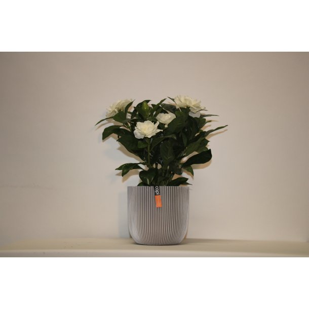 Kunstig gardenia hvid - H: 32 cm