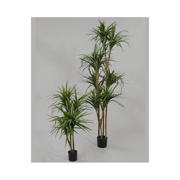 Kunstig draceana palme - H: 150 cm