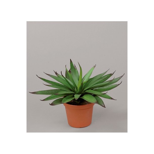 Kunstig lille agave - H: 20 cm