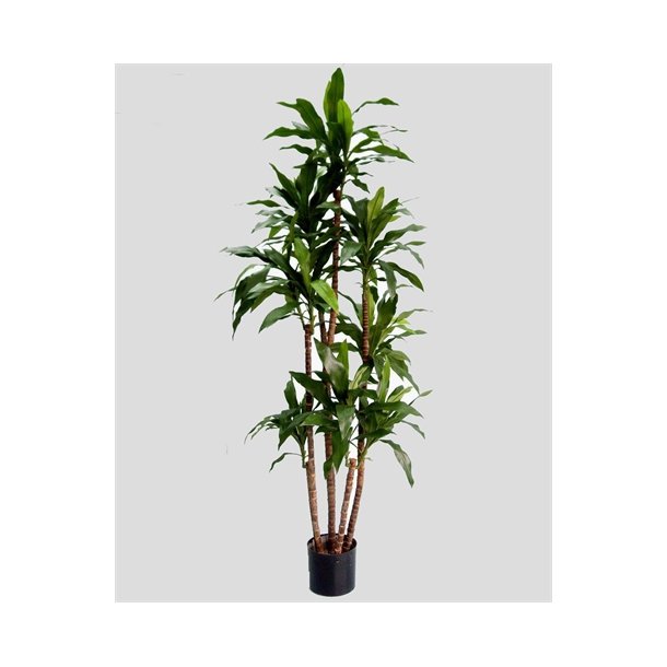 Kunstig dracena palme - H: 170 cm