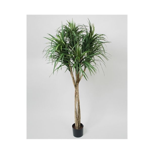 Kunstig dracena palme - H: 160 cm