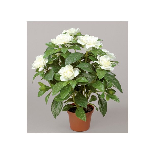Kunstig gardenia hvid - H: 32 cm - Kunstige potteplanter - Green ApS