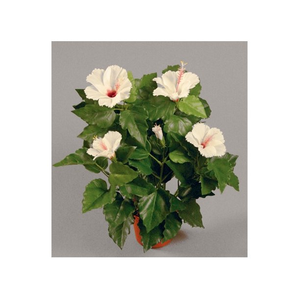 Kunstig hibiscus beige - H: 42 cm