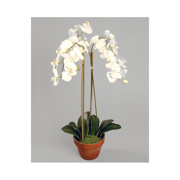 Kunstig orkid creme - H: 75 cm