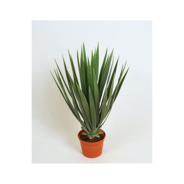 Kunstig yucca baby palme - H: 42 cm